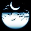 【故事】有情燕-NJ雪蝶