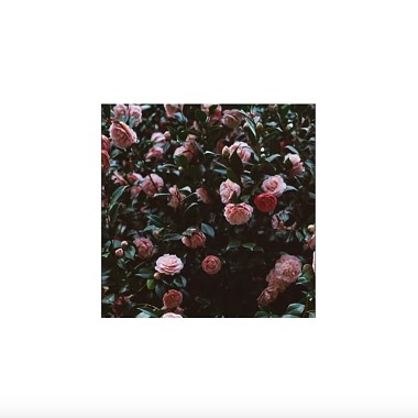 rose - EP
