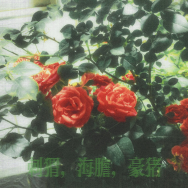 刺猬，海胆，豪猪