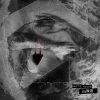 白噪音  White Noise