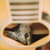 你是我的猫