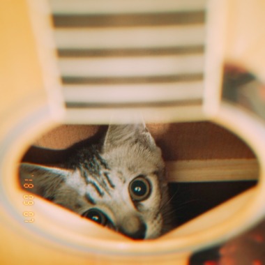 出门想念我的猫