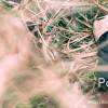 Pasha-Angelika