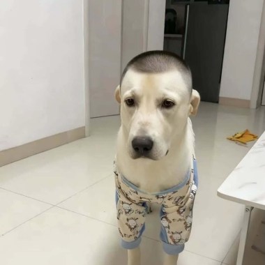 一隻麥插進了囊