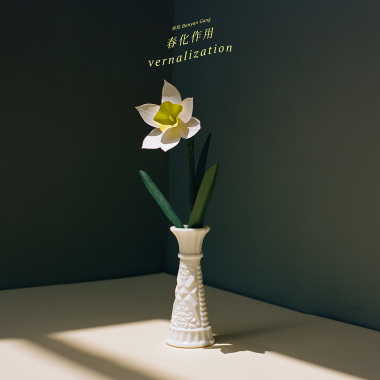 春化作用 Vernalization
