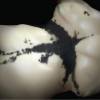 Oper Trio - 鸛 Ciconiiformes