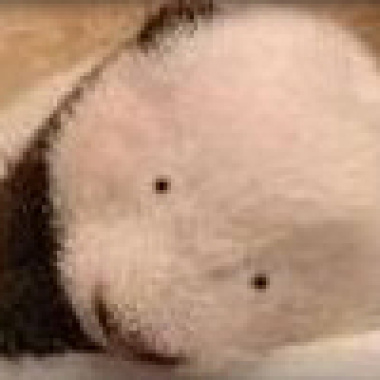 吉娃娃