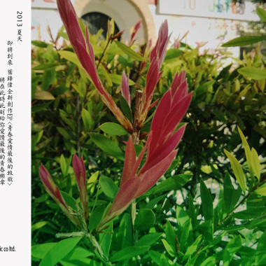 青春愛情最後的致敬EP