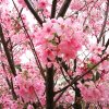 Beautiful-Crush (鋼琴伴奏)