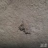 追逐小鸟的男孩
