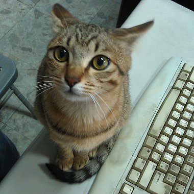 土耳其來的誘惑2013