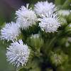 Ageratum conyzoides (Vocaless)