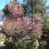 20110405 Le souffle du printemps