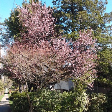 20110405 Le souffle du printemps