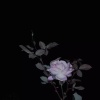 痂（Cover 康熙）