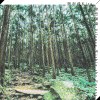 苔上微光 (Glimmer on the Moss)
