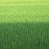 不想我愛你(妳)