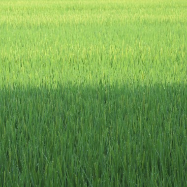 三十而立