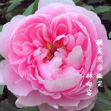 聽花兒在微笑