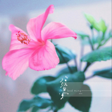 發 夢 bod  mung+