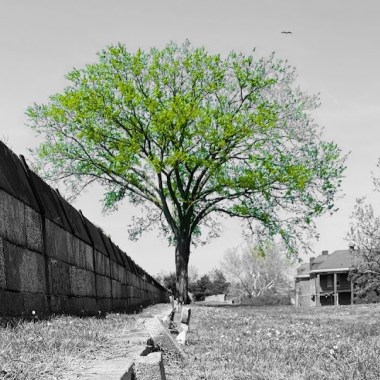 tree intro