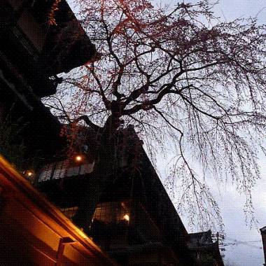 京都，妳。