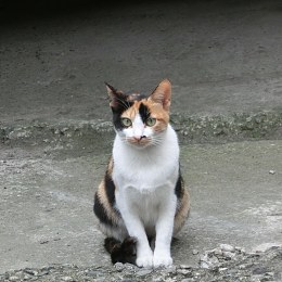 Ellegarden Missing Covered By 三餐飯後 真樹 Streetvoice 街聲 最潮音樂社群