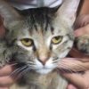 漁船衝突 操船者の特定進める