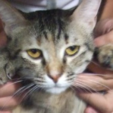 日文朗讀練習