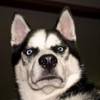 Doxi