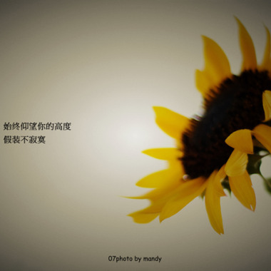 植物僵尸大战