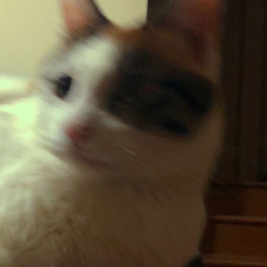 牙齿