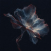 裂水 Rífsa