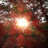 My Song II