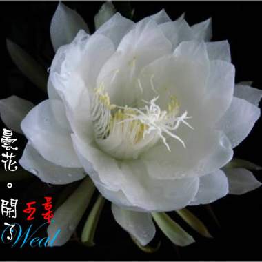 曇花開了