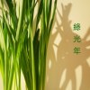 《綠光年》