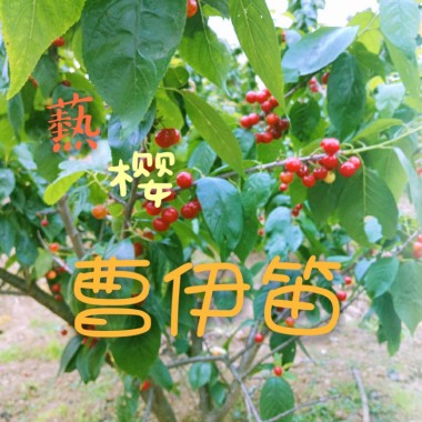 爇樱