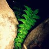 簡單(純音樂)