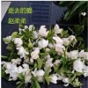 逝去的爱
