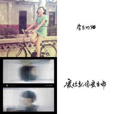 房東的貓