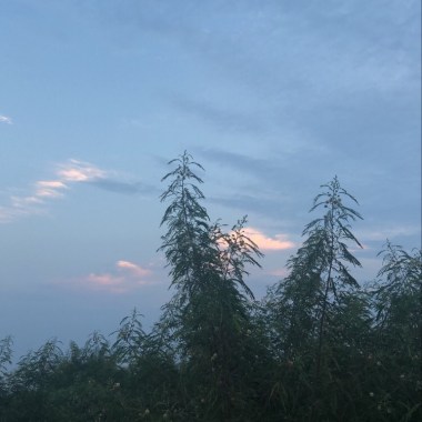 Z