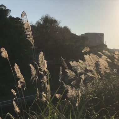 我的歌單