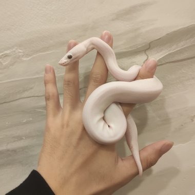 我的歌單  壞特