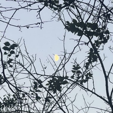 愛是什麼