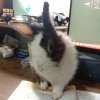 兔凝視