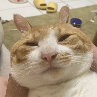 ?聽歌啦喵
