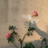 人间落沉睡