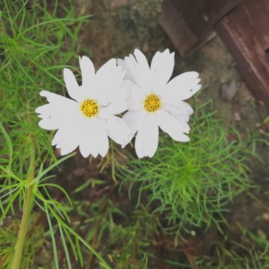 ♡