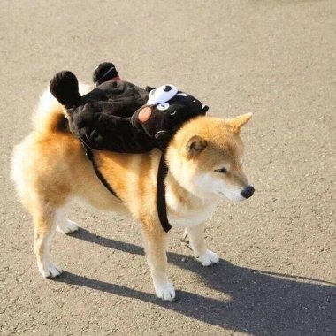 小可爱❤️❤️