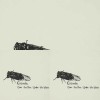 Cicada